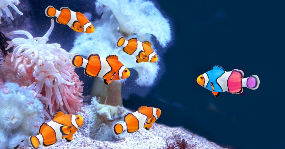 Clownfish Book PDF